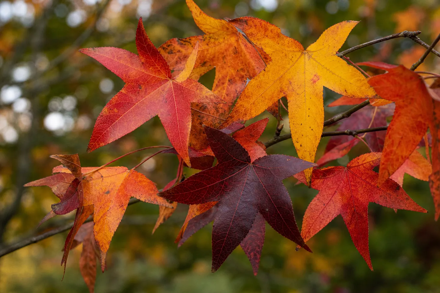 Star-shaped sweetgum leaves in autumn red, gold, and purple